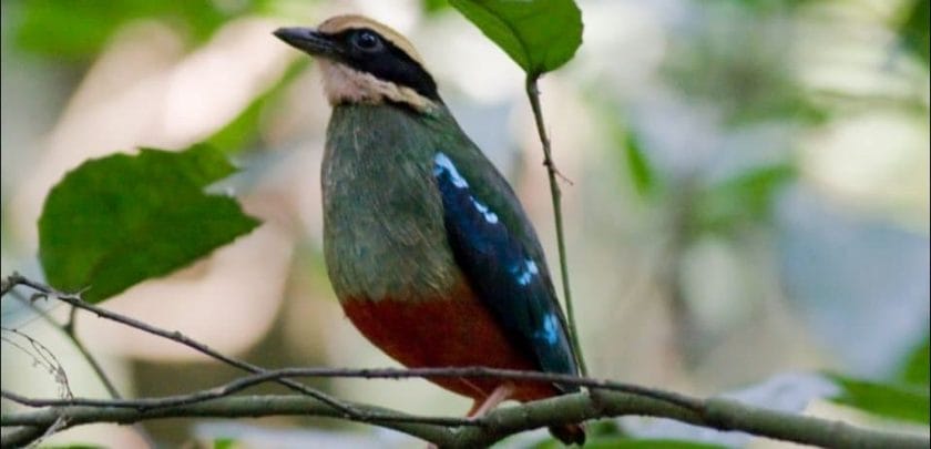 Beautiful and bizarre birds of Uganda