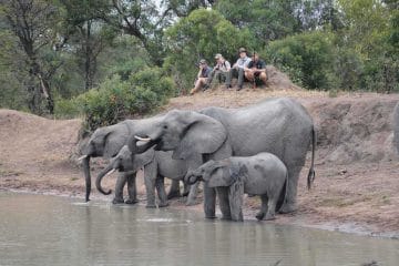 big five animals on safari