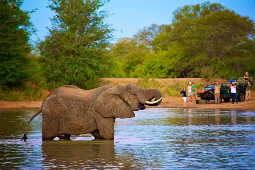 Elephant drinking water in the Kruger National Park, South Africa.
