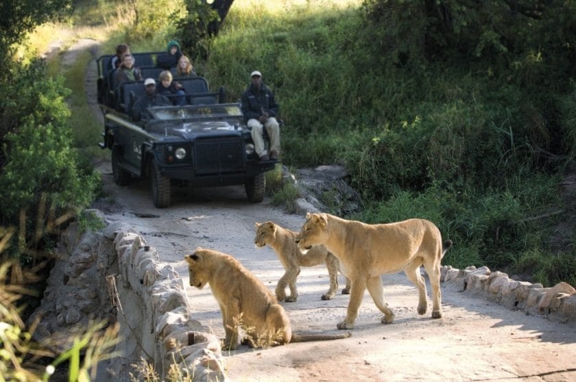 Safari vehicle observing a lioness and her cubs in the Kruger National Park, South Africa.