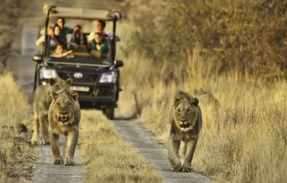 lion attack tourist safari