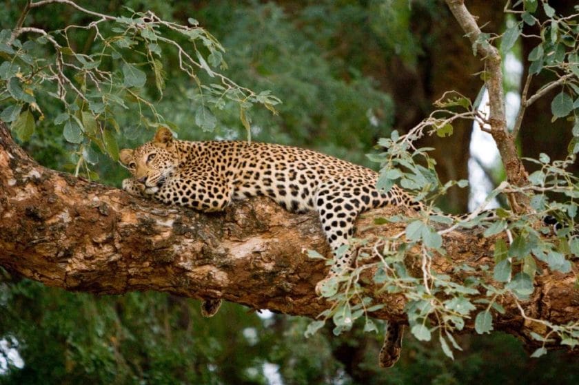 Leopard in tree in the Kruger National Park