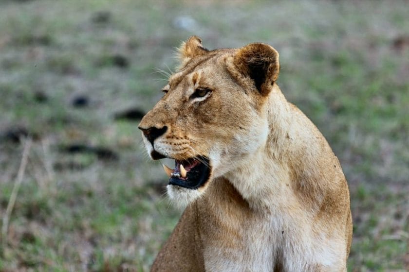 Lion in the Kruger National Park.