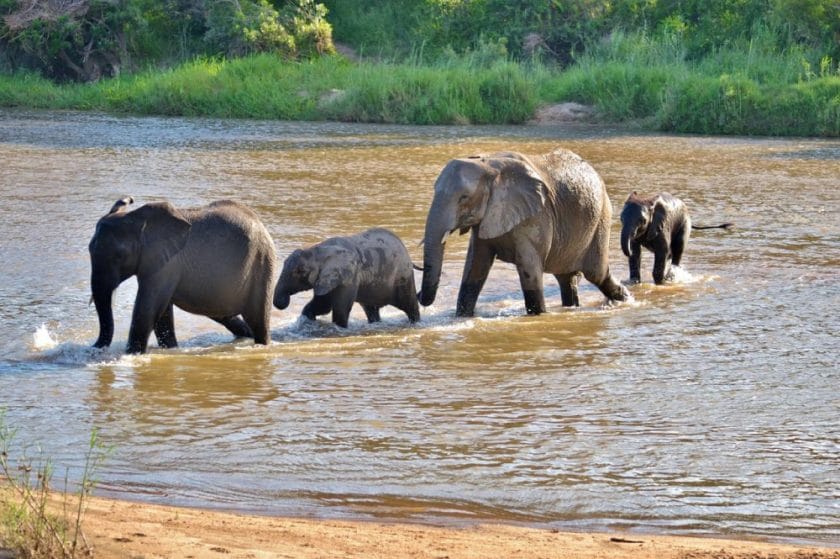 Elephants in Sabi Sands