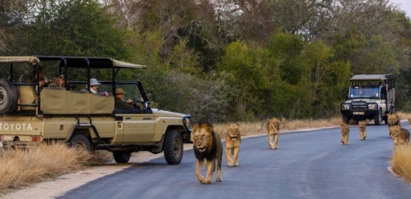 self drive safari kruger national park