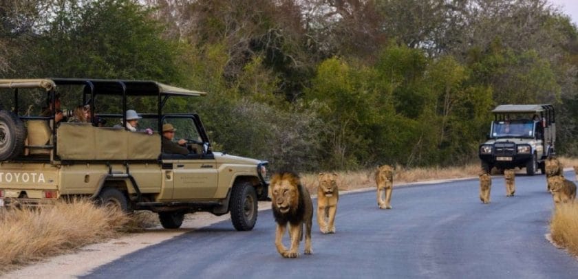 kruger park safari holidays