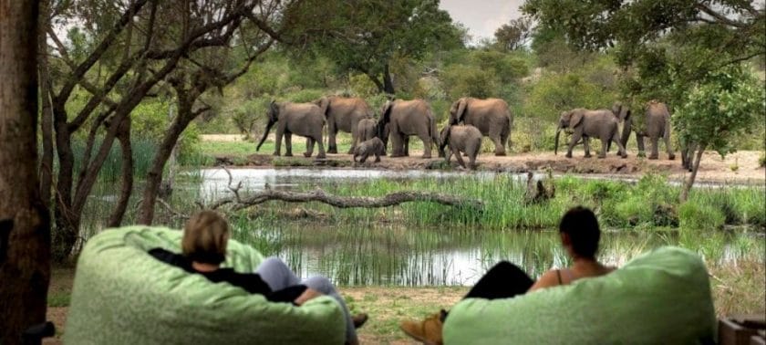 Elephants at Timbavati