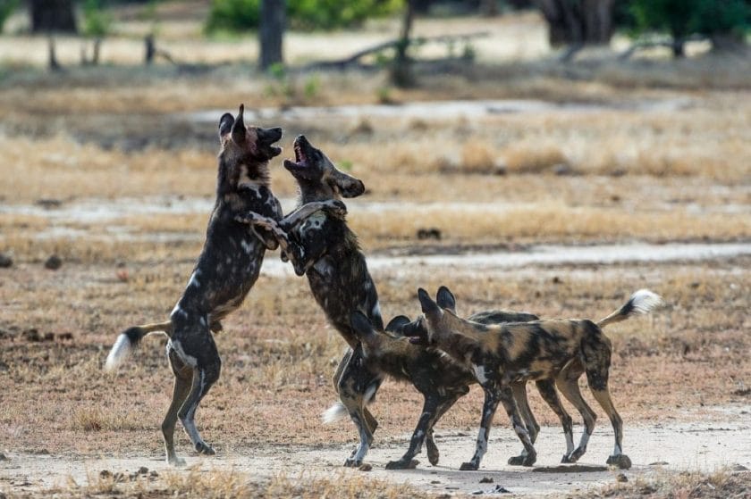 African wild dogs in the Kruger National Park, South Africa.