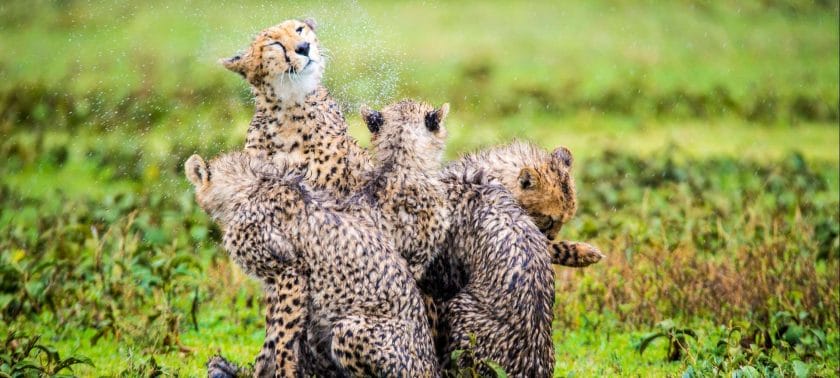 SWIG -Party Animal Leopard Flip + Sip Bottle – The Pink Leopard