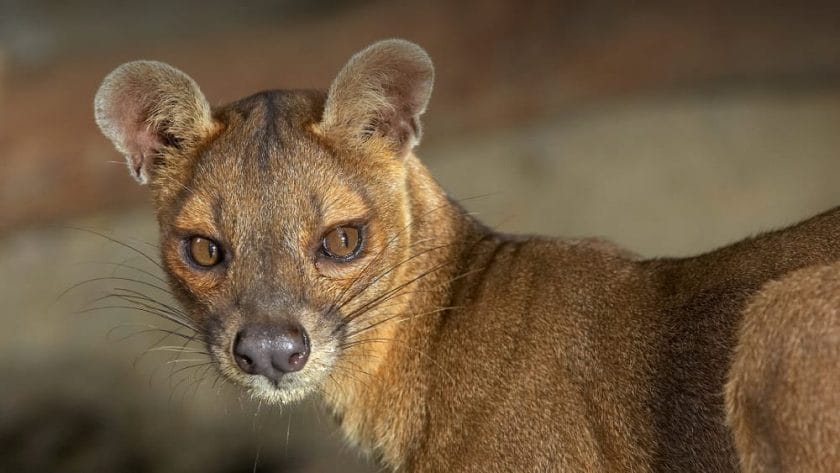 Fauna and Flora of Madagascar | Discover Africa Safaris Fauna and Flora of Madagascar | Discover Africa Safaris