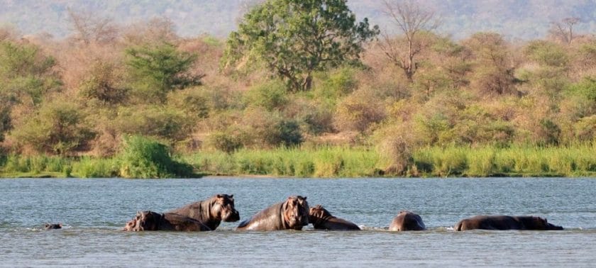 A pod of hippos wad through the Linyanti river