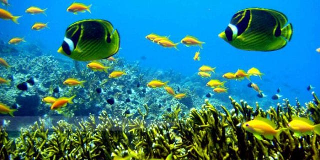 Marine life is rich in Mauritius