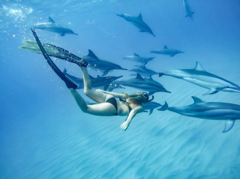 Swimming with bottlenose dolphins Credit: mauritiusmemoirs.com