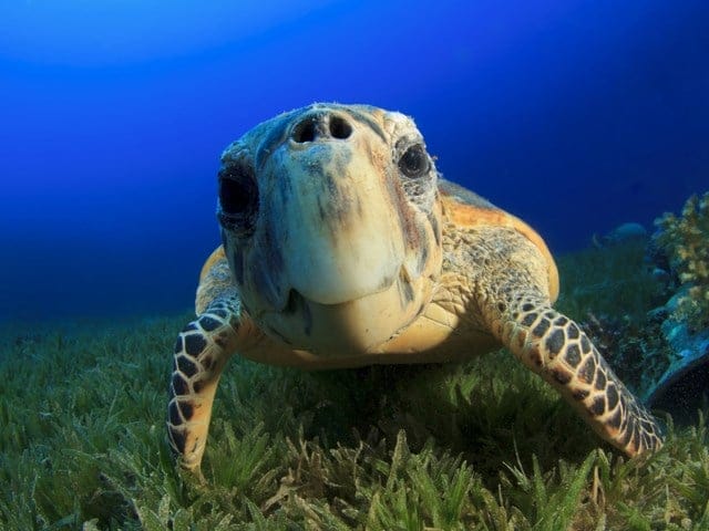 Beautiful turtle abound in Mauritius Credit: taxfreeshopping.mu