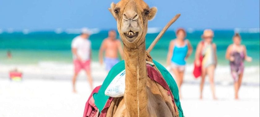 Camel on beach