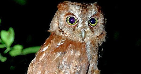 Pemba scops owl is one of the island's few endemic bird species I Credit: alchetron.com
