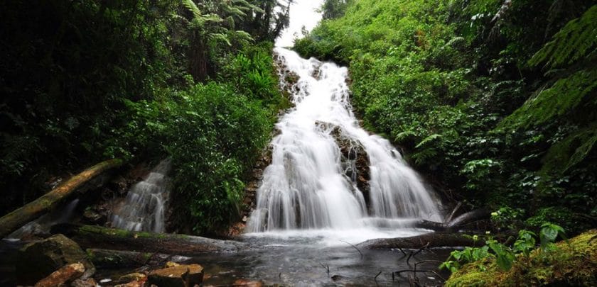 Travel tips: Hiking Bwindi Impenetrable Forest