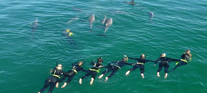 Swimming with dolphins