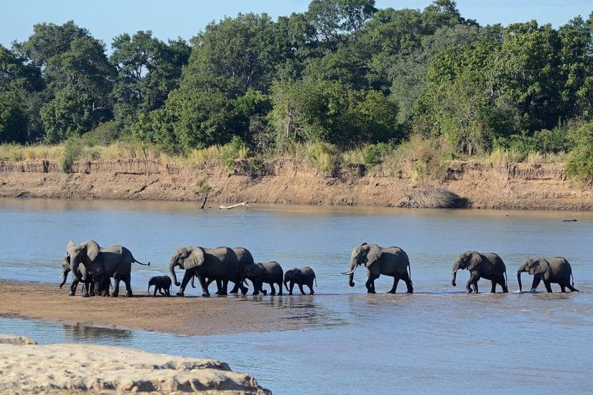 A troop of elephants cross a waterway in South Luanga National Park