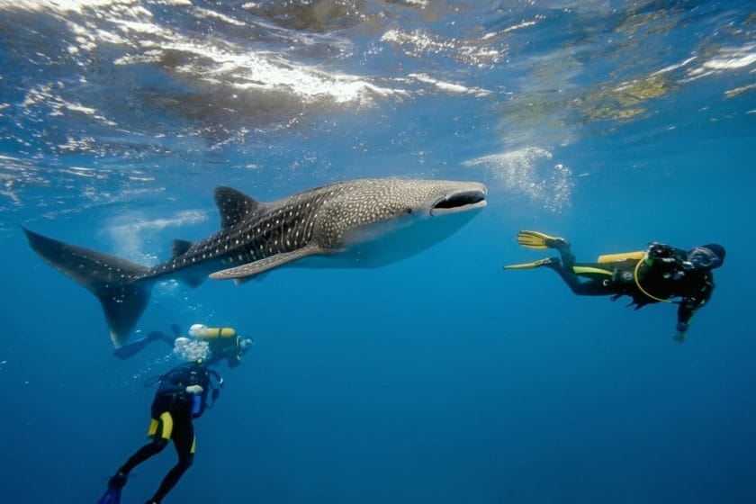Whale shark in the waters of Mafia Island, Zanzibar.
