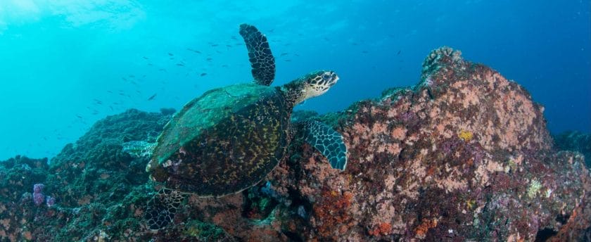 Turtle in the waters of Zanzibar.
