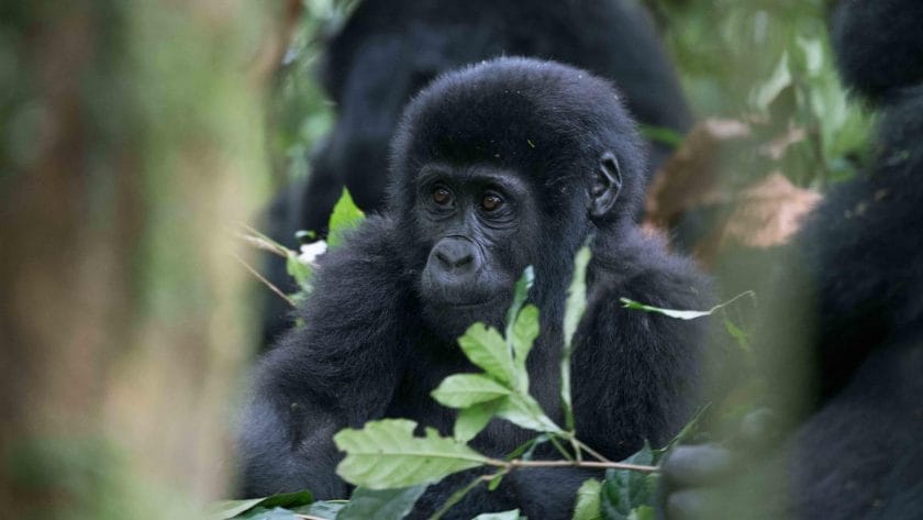 Gorillas on a Uganda Safari
