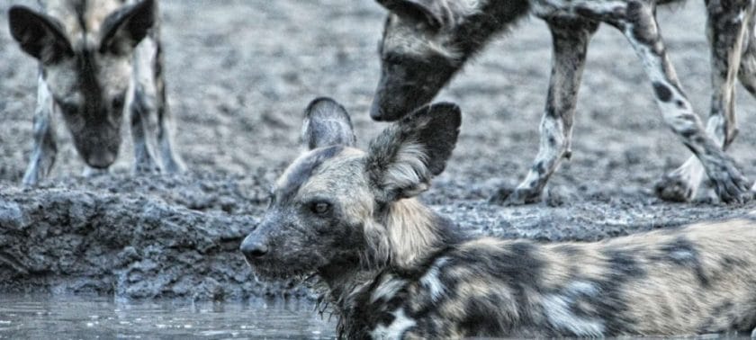 The highly endangered wild dogs