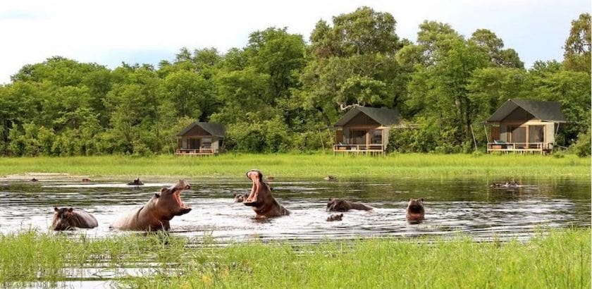 Hippos wading in the water are a common sight