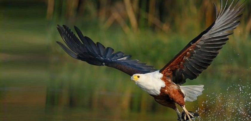 African fish eagle