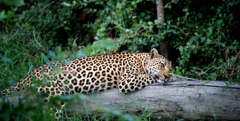 A leopard lounges lazily on a log in Chief's Camp