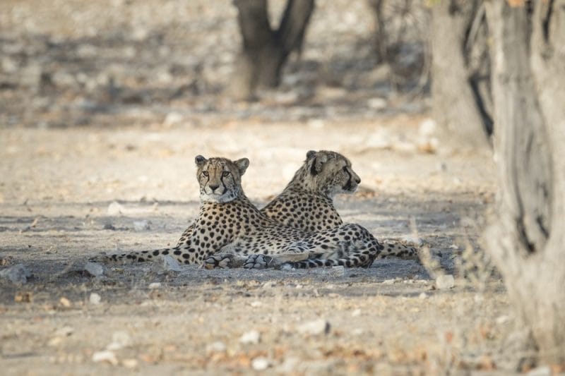 Cheetah spotted in the wilderness of Namibia