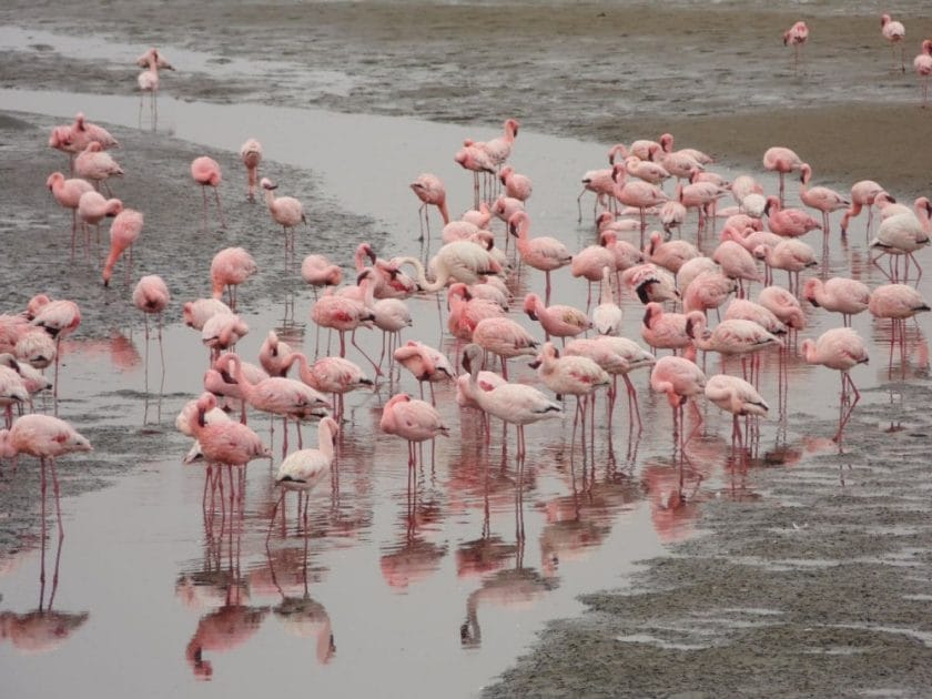 Flamingos in Etosha National Park, Namibia.