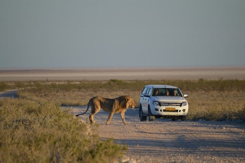 Etosha National Park Self Drive Safari