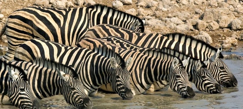 Zebras drinking in Etosha National Park, Namibia.