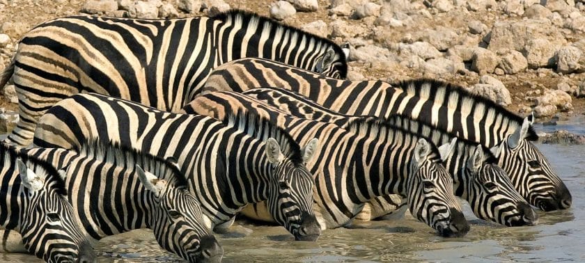 Zebras drinking from a river in Etosha National Park, Namibia.