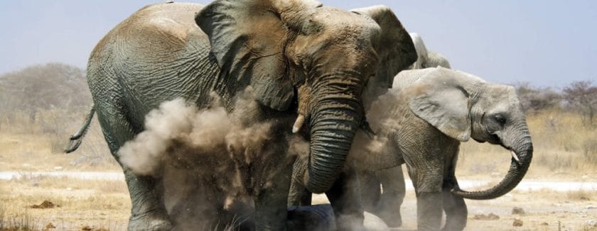 Elephants in Namibia at Etosha National Park