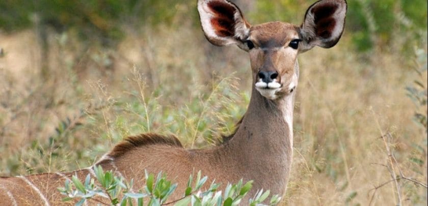 Families are bound to enjoy travelling to the Okavango Delta