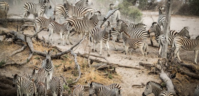 The zebra migration begins when the rains fall - usually around Nov-Dec