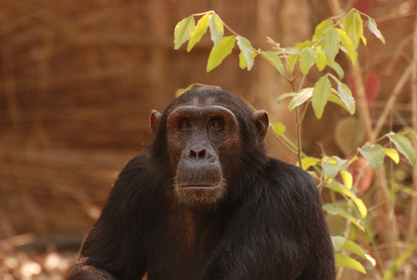 Chimpanzee in Gombe Stream National Park, Tanzania | Photo credits: Mbali Mbali Gombe