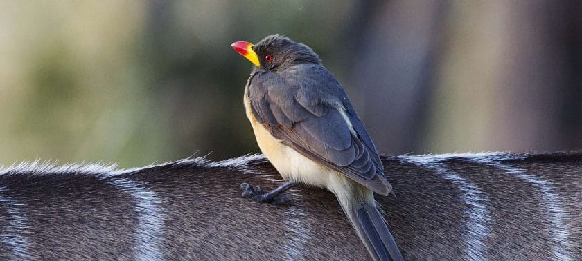 An Oxpecker sits atop a kudu