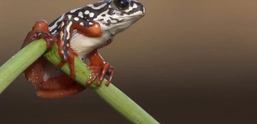 Up close in the channels, beneath the waving papyrus, painted reed frogs can be seen clinging to the stems.