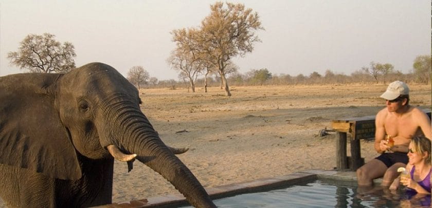 Elephants guaranteed: The top four places to see giants in Africa
