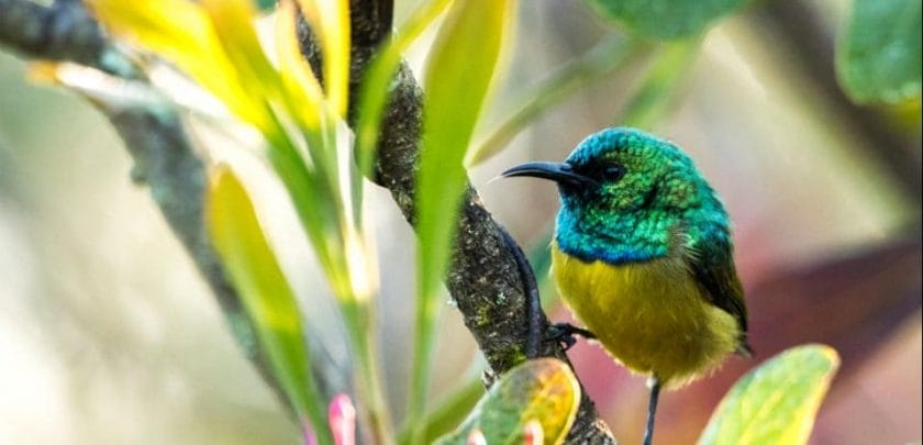 Collared sunbird in the Kruger National Park, South Africa.