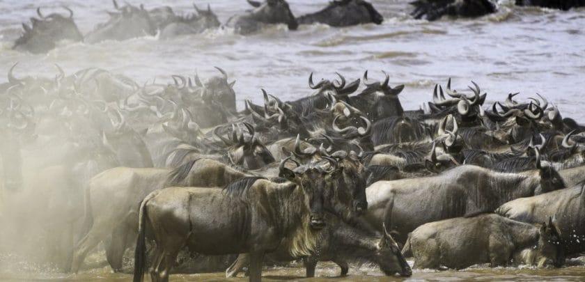 wildebeest migration in the masai mara credit governors il moran camp