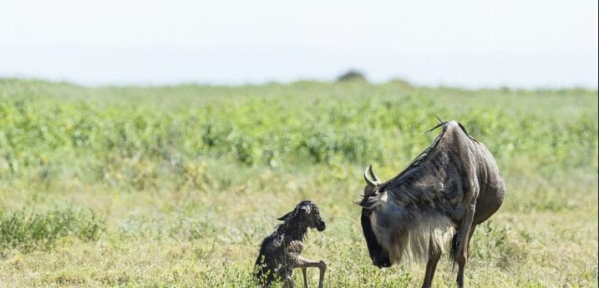 Great migration calving season safari wildebeest calf