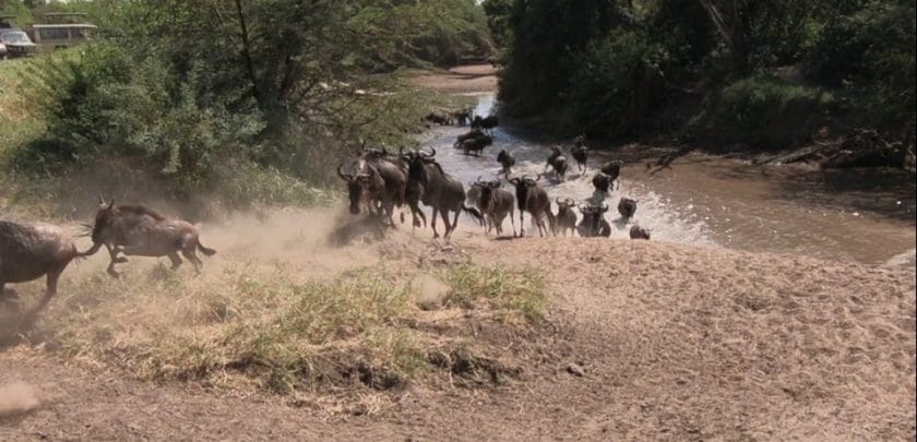 Grumeti river crossing serengeti wildebeest migration safari
