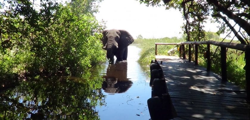 shinde-camp-okavango-delta-accommodation-botswana-safari-wildlife-elephant