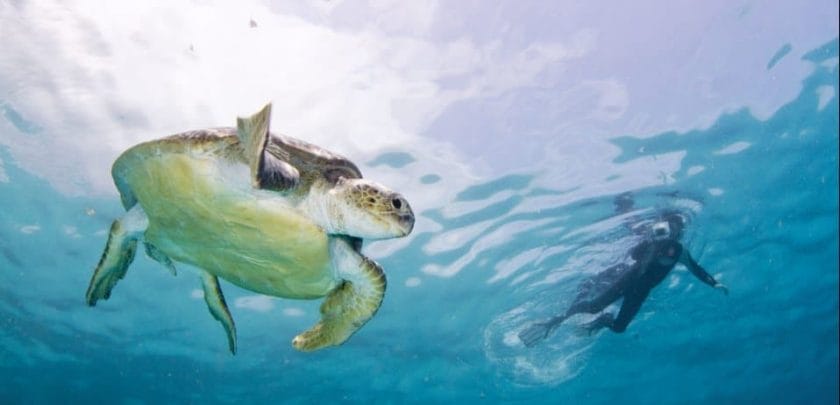 Turlte swimming in the Two Mile Reef of the Bazaruto Archipelago, Mozambique.