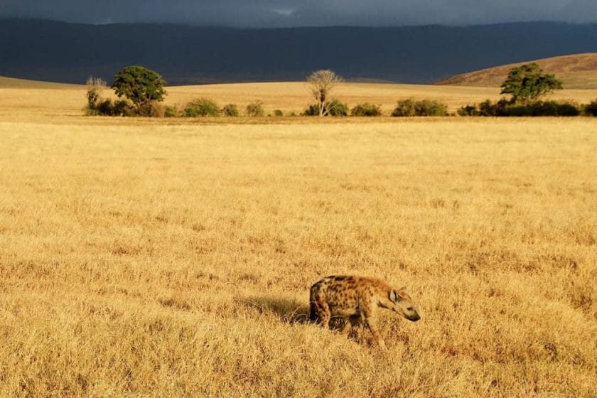 hyena in the ngorongoro serengeti safari