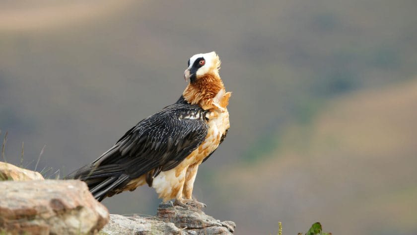 Lammergeyer, also known as the bearded vulture.